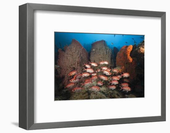 Soldierfish on Coral Reef-Reinhard Dirscherl-Framed Photographic Print