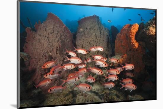 Soldierfish on Coral Reef-Reinhard Dirscherl-Mounted Photographic Print