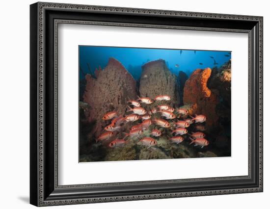 Soldierfish on Coral Reef-Reinhard Dirscherl-Framed Photographic Print