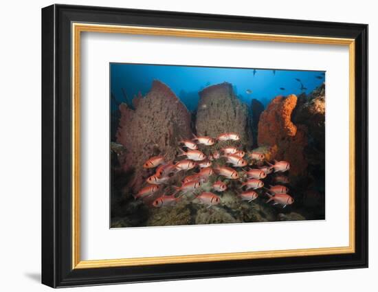 Soldierfish on Coral Reef-Reinhard Dirscherl-Framed Photographic Print