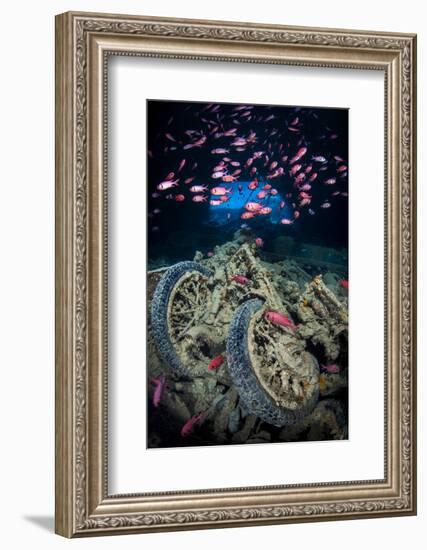 Soldierfish Swimming Above British Motorbikes (Norton 16H) in Hms Thistlegorm Wreckage, Red Sea-Alex Mustard-Framed Photographic Print