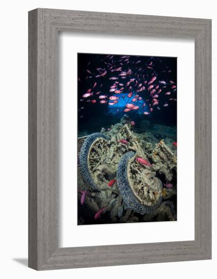 Soldierfish Swimming Above British Motorbikes (Norton 16H) in Hms Thistlegorm Wreckage, Red Sea-Alex Mustard-Framed Photographic Print