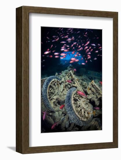 Soldierfish Swimming Above British Motorbikes (Norton 16H) in Hms Thistlegorm Wreckage, Red Sea-Alex Mustard-Framed Photographic Print