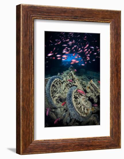 Soldierfish Swimming Above British Motorbikes (Norton 16H) in Hms Thistlegorm Wreckage, Red Sea-Alex Mustard-Framed Photographic Print