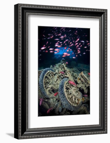 Soldierfish Swimming Above British Motorbikes (Norton 16H) in Hms Thistlegorm Wreckage, Red Sea-Alex Mustard-Framed Photographic Print