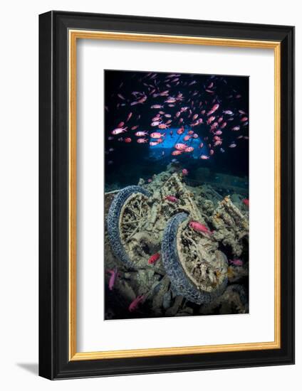 Soldierfish Swimming Above British Motorbikes (Norton 16H) in Hms Thistlegorm Wreckage, Red Sea-Alex Mustard-Framed Photographic Print