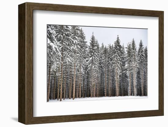 Soldiers of Winter-Philippe Sainte-Laudy-Framed Photographic Print