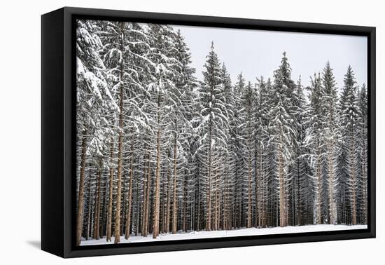 Soldiers of Winter-Philippe Sainte-Laudy-Framed Premier Image Canvas
