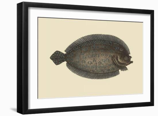 Sole-Mark Catesby-Framed Art Print