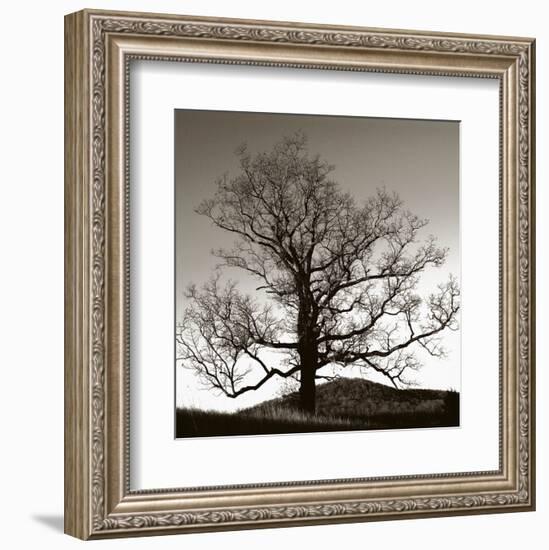 Solemn Tree-Erin Clark-Framed Art Print