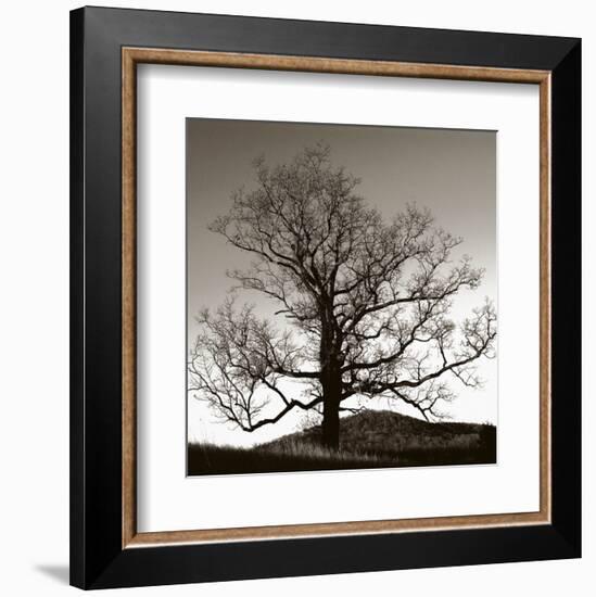 Solemn Tree-Erin Clark-Framed Art Print