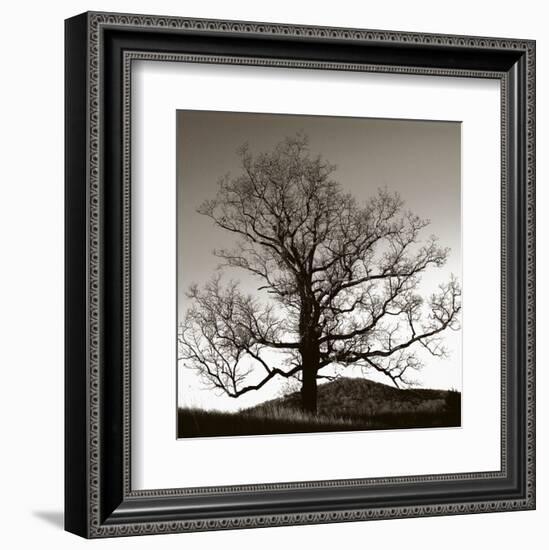 Solemn Tree-Erin Clark-Framed Art Print