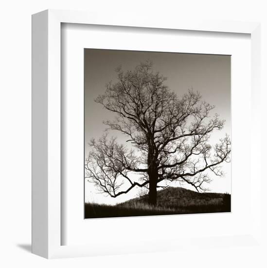 Solemn Tree-Erin Clark-Framed Art Print