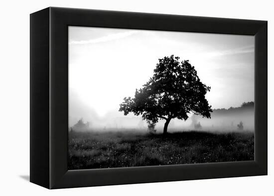 Solemn Tree-PhotoINC Studio-Framed Stretched Canvas