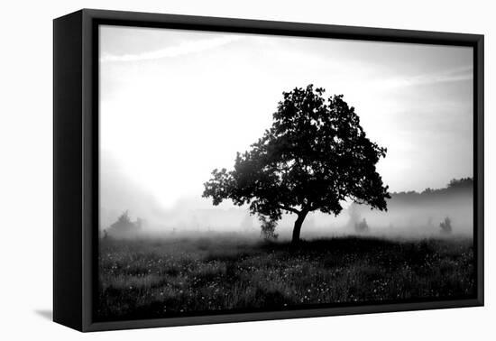 Solemn Tree-PhotoINC Studio-Framed Stretched Canvas