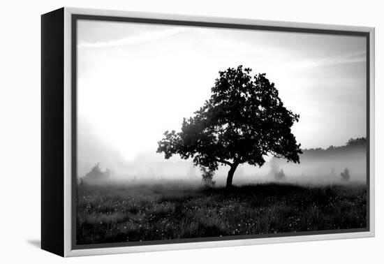 Solemn Tree-PhotoINC Studio-Framed Stretched Canvas