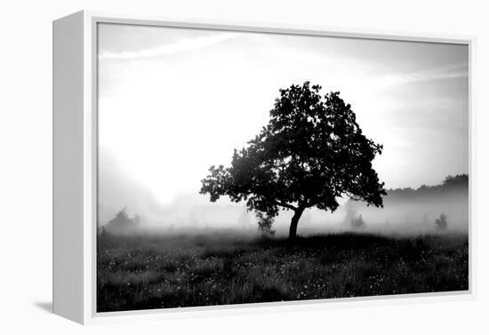 Solemn Tree-PhotoINC Studio-Framed Stretched Canvas