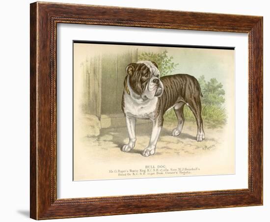 Solid and Powerful Looking Bulldog-A.f. Lydon-Framed Art Print