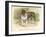 Solid and Powerful Looking Bulldog-A.f. Lydon-Framed Art Print