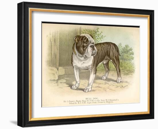 Solid and Powerful Looking Bulldog-A.f. Lydon-Framed Art Print