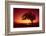 Solitaire-Tree, Silhouette, Sunset, Sunset, Nature-Ronald Wittek-Framed Photographic Print