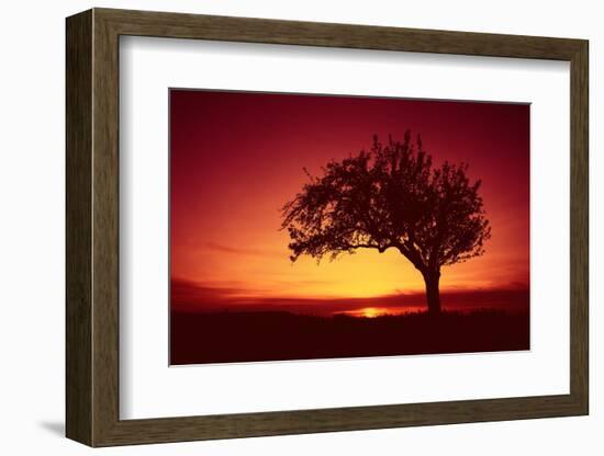 Solitaire-Tree, Silhouette, Sunset, Sunset, Nature-Ronald Wittek-Framed Photographic Print