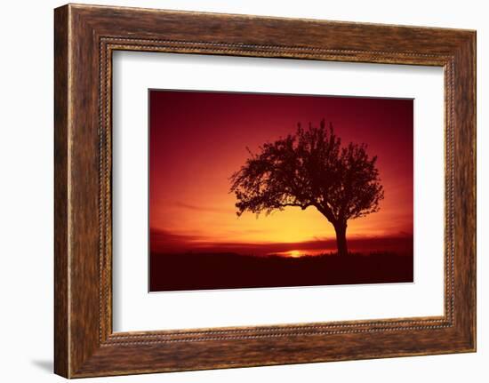 Solitaire-Tree, Silhouette, Sunset, Sunset, Nature-Ronald Wittek-Framed Photographic Print