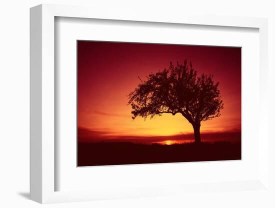 Solitaire-Tree, Silhouette, Sunset, Sunset, Nature-Ronald Wittek-Framed Photographic Print