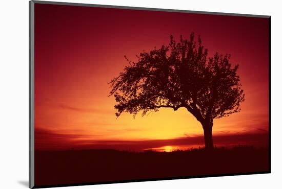 Solitaire-Tree, Silhouette, Sunset, Sunset, Nature-Ronald Wittek-Mounted Photographic Print