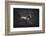 Solitare-Heike Willers-Framed Photographic Print