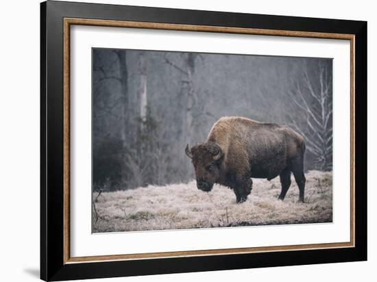 Solitary Bison II-Adam Mead-Framed Photographic Print