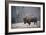 Solitary Bison II-Adam Mead-Framed Photographic Print