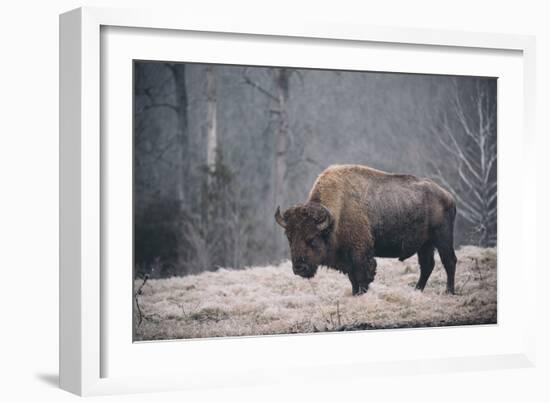 Solitary Bison II-Adam Mead-Framed Photographic Print