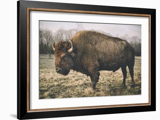 Solitary Bison IV-Adam Mead-Framed Photographic Print