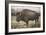 Solitary Bison IV-Adam Mead-Framed Photographic Print