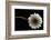 Solitary Blossom-David Winston-Framed Giclee Print