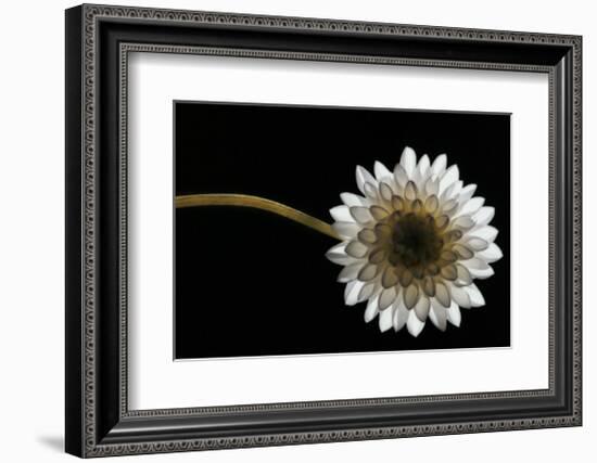 Solitary Blossom-David Winston-Framed Giclee Print