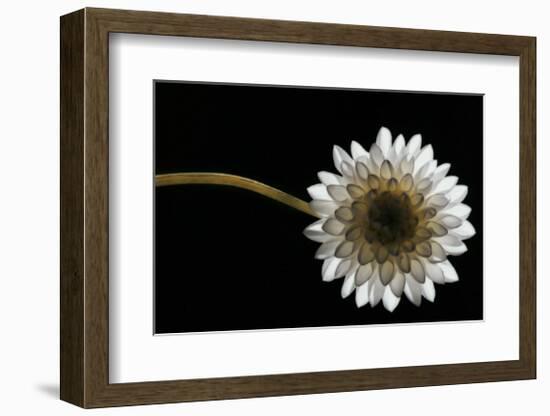 Solitary Blossom-David Winston-Framed Giclee Print