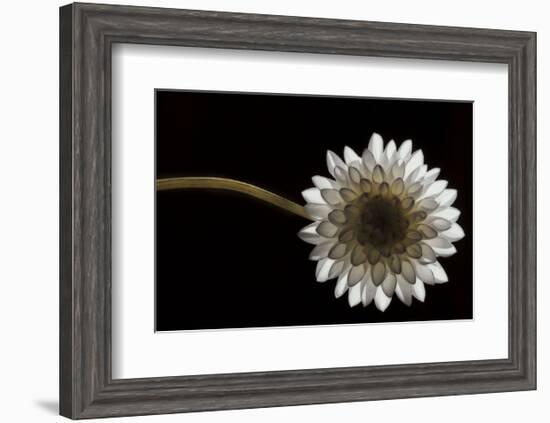 Solitary Blossom-David Lorenz Winston-Framed Art Print