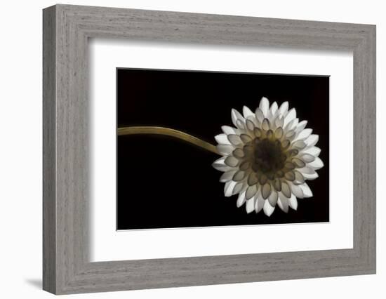 Solitary Blossom-David Lorenz Winston-Framed Art Print