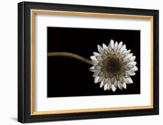 Solitary Blossom-David Lorenz Winston-Framed Art Print