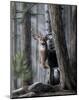 Solitary Buck-Kevin Daniel-Mounted Art Print