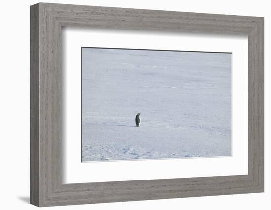 Solitary Emperor Penguin-DLILLC-Framed Photographic Print