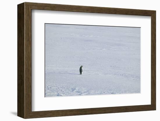 Solitary Emperor Penguin-DLILLC-Framed Photographic Print