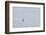 Solitary Emperor Penguin-DLILLC-Framed Photographic Print