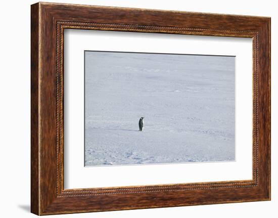 Solitary Emperor Penguin-DLILLC-Framed Photographic Print