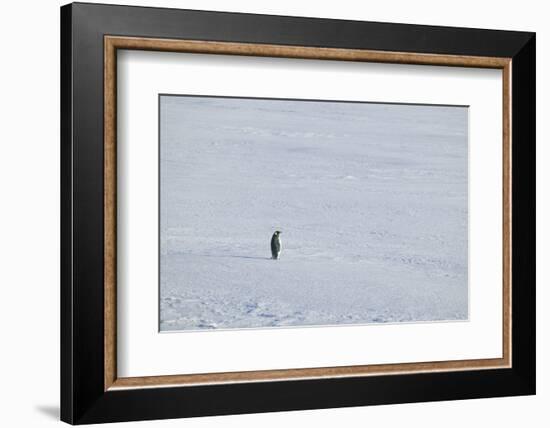 Solitary Emperor Penguin-DLILLC-Framed Photographic Print