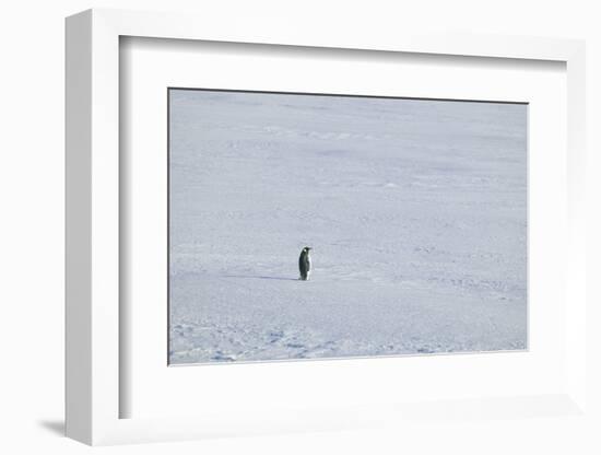 Solitary Emperor Penguin-DLILLC-Framed Photographic Print