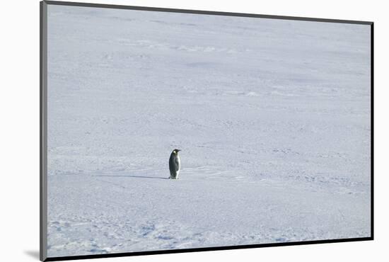 Solitary Emperor Penguin-DLILLC-Mounted Photographic Print