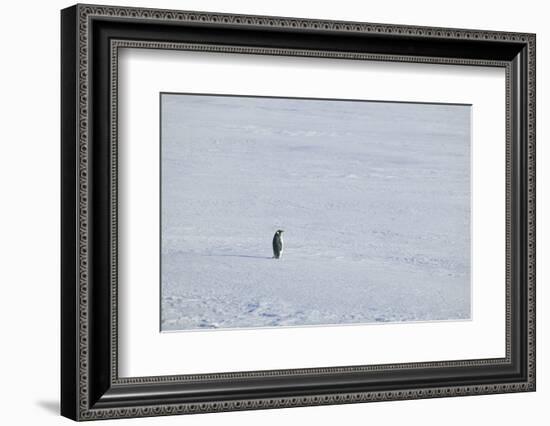 Solitary Emperor Penguin-DLILLC-Framed Photographic Print